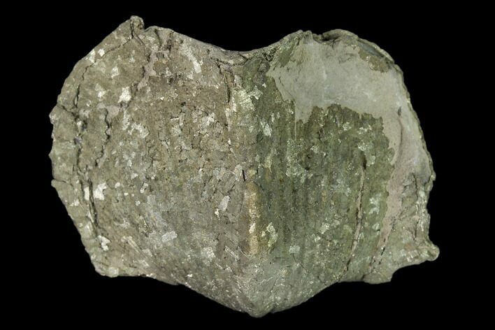 Pyrite Replaced Brachiopod (Paraspirifer) Fossil - Ohio #160094